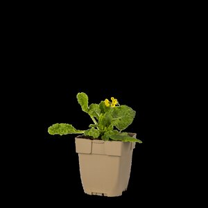 Hello Garden Dianthus deltoides Splendens bodembedekker - afbeelding 2