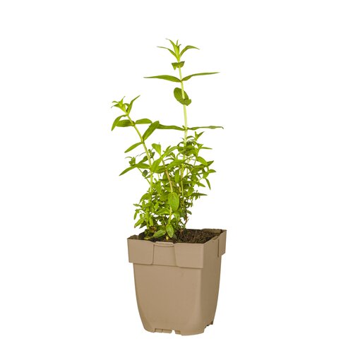 Hello Garden Dianthus deltoides 'Splendens' vaste plant