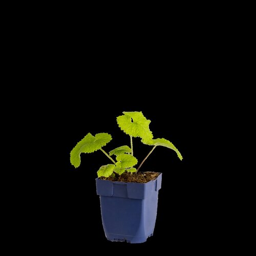 Phlomis tuberosa 'Amazone', in 11cm-pot