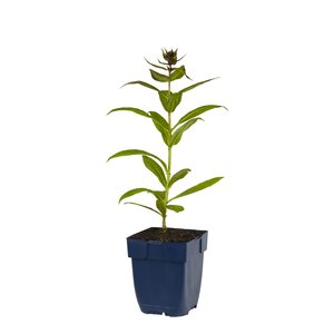 Hello Garden Dianthus Faganza vaste plant