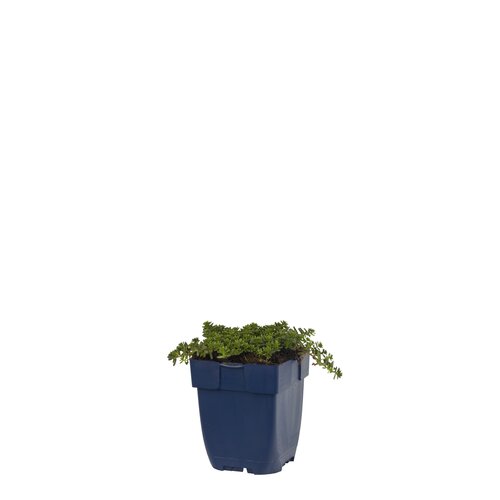 Sedum album 'Coral Carpet', in 11cm-pot