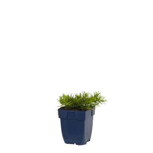 Phlox (S) 'Benita', in 11cm-pot