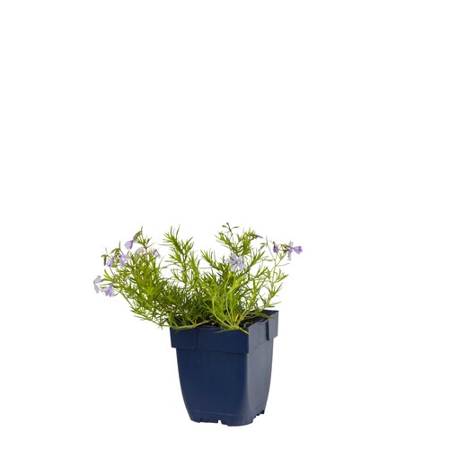 Hello Garden Dianthus Odessa Red vaste plant