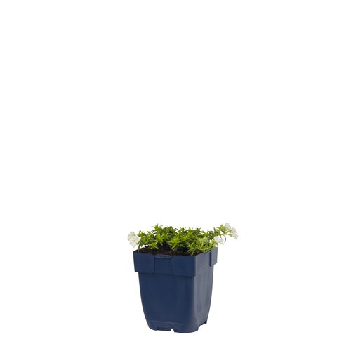 Phlox (S) 'Maischnee', in 11cm-pot