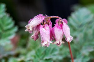 Hello Garden Dicentra formosa 'Luxuriant' vaste plant - afbeelding 2