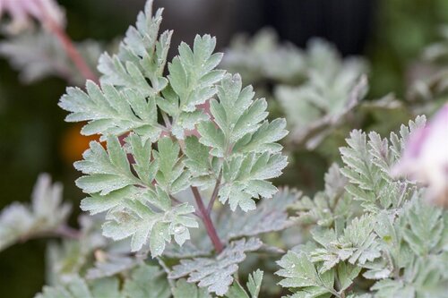 Hello Garden Dicentra formosa 'Luxuriant' vaste plant - afbeelding 3