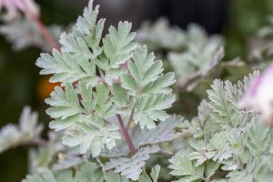 Hello Garden Dicentra formosa 'Luxuriant' vaste plant - afbeelding 3