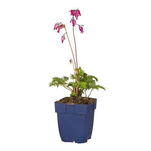 Hello Garden Dicentra formosa 'Luxuriant' vaste plant - afbeelding 1
