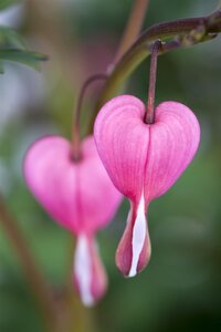 Hello Garden Dicentra spectabilis Alba vaste plant - afbeelding 3