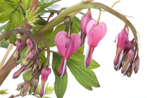 Hello Garden Dicentra spectabilis Alba vaste plant - afbeelding 4