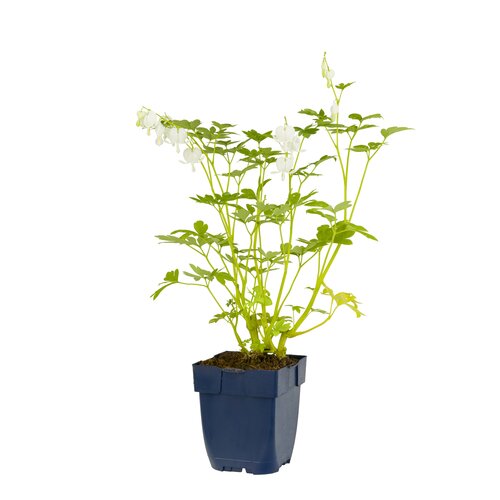 Hello Garden Dicentra spectabilis Alba vaste plant - afbeelding 1