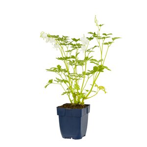 Hello Garden Dicentra spectabilis Alba vaste plant - afbeelding 1