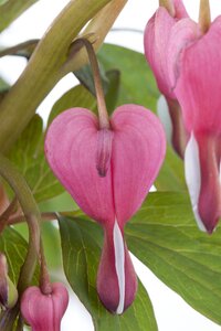 Hello Garden Dicentra spectabilis vaste plant - afbeelding 5