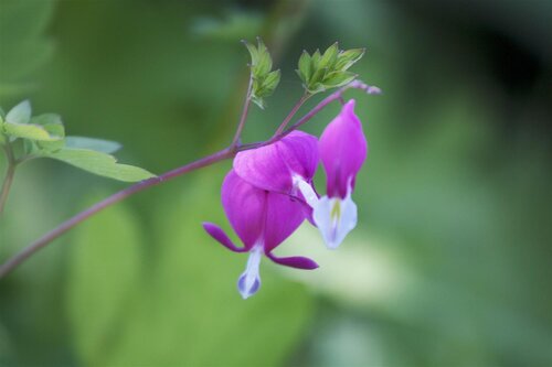 Hello Garden Dicentra spectabilis vaste plant - afbeelding 2