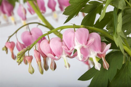 Hello Garden Dicentra spectabilis vaste plant - afbeelding 6
