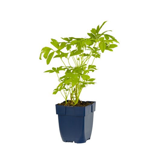 Hello Garden Dicentra spectabilis vaste plant - afbeelding 1