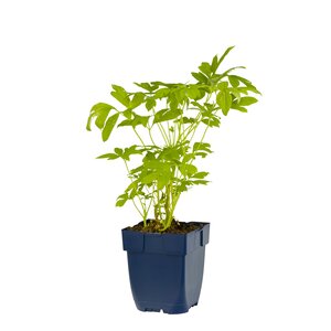 Hello Garden Dicentra spectabilis vaste plant - afbeelding 1