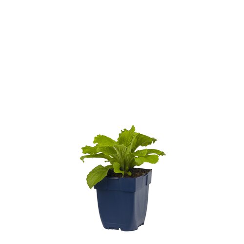 Digitalis mertonensis, in 11cm-pot