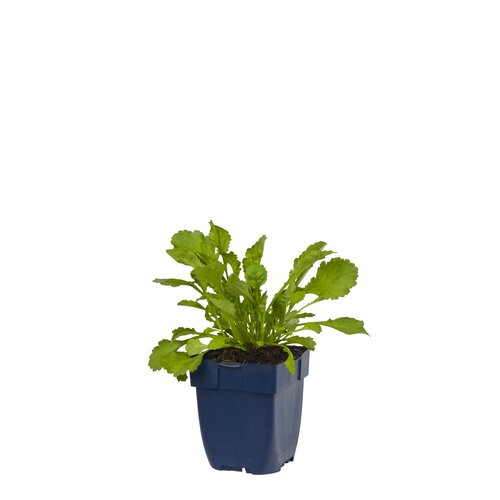 Hello Garden Dryopteris affinis varen