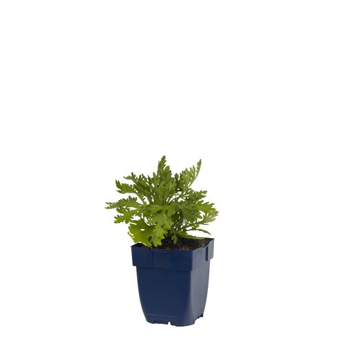 Hello Garden Dryopteris affinis varen
