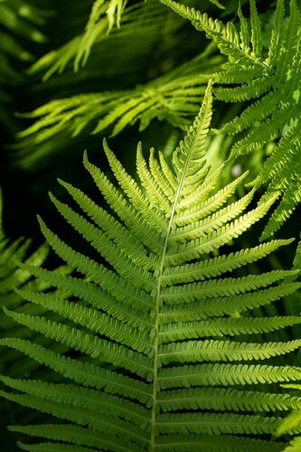 Hello Garden Dryopteris erythrosora varen - afbeelding 4