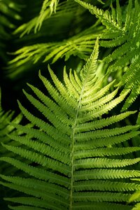 Hello Garden Dryopteris erythrosora varen - afbeelding 4