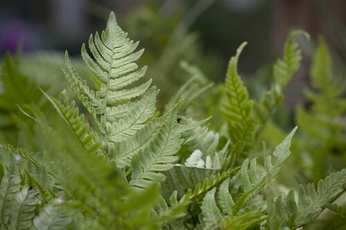 Hello Garden Dryopteris erythrosora varen - afbeelding 1