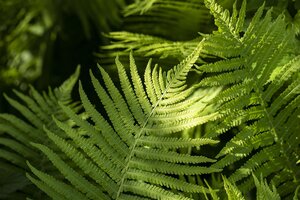 Hello Garden Dryopteris erythrosora varen - afbeelding 2