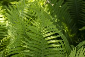 Hello Garden Dryopteris erythrosora varen - afbeelding 3