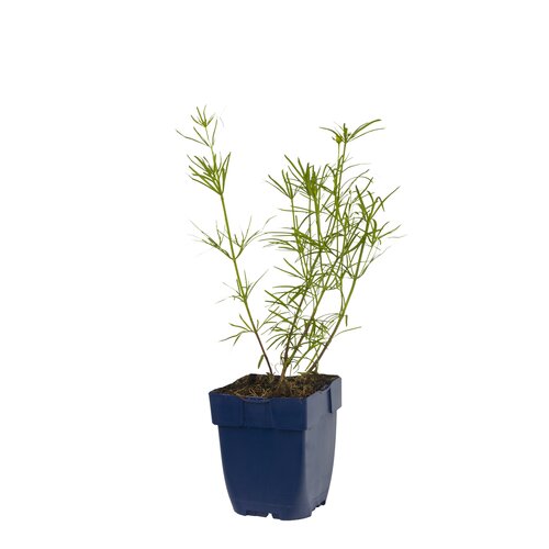 Coreopsis verticillata, in 11cm-pot