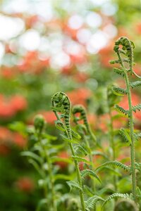 Dryopteris f.-m. 'Lin. Polydactyla', in 11cm-pot - afbeelding 3