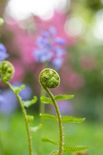 Dryopteris f.-m. 'Lin. Polydactyla', in 11cm-pot - afbeelding 6