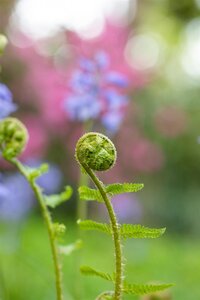 Dryopteris f.-m. 'Lin. Polydactyla', in 11cm-pot - afbeelding 6