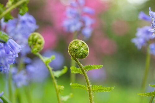 Dryopteris f.-m. 'Lin. Polydactyla', in 11cm-pot - afbeelding 5