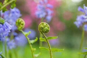 Dryopteris f.-m. 'Lin. Polydactyla', in 11cm-pot - afbeelding 5