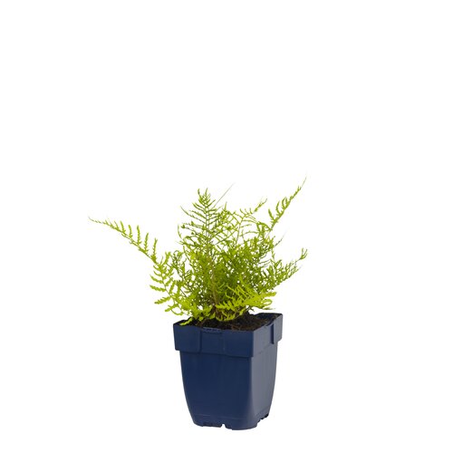 Dryopteris f.-m. 'Lin. Polydactyla', in 11cm-pot - afbeelding 1