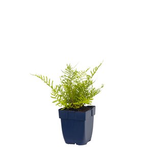 Dryopteris f.-m. 'Lin. Polydactyla', in 11cm-pot - afbeelding 1