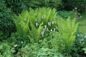 Dryopteris f.-m. 'Lin. Polydactyla', in 11cm-pot - afbeelding 2