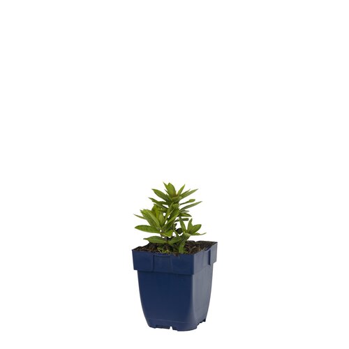 Veronicastrum virg. 'Album', in 11cm-pot