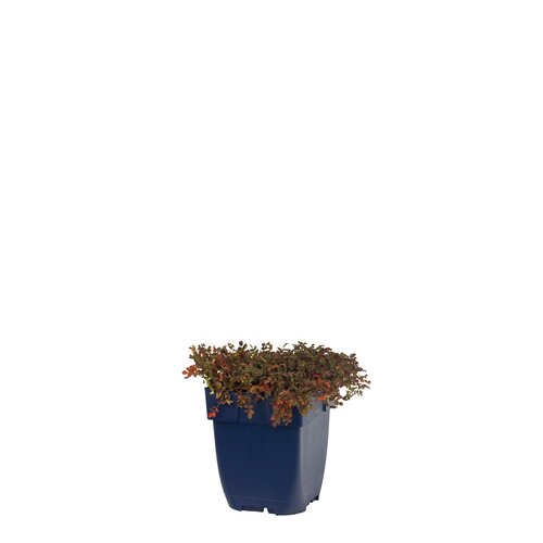 Acaena micr. 'Kupferteppich', in 11cm-pot