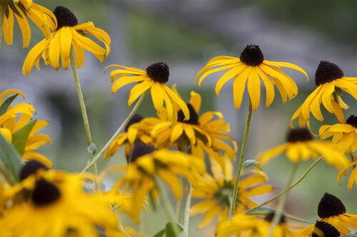 Hello Garden Echinacea paradoxa vaste plant