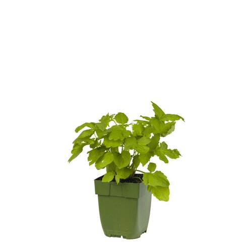 Valeriana officinalis, in 11cm-pot
