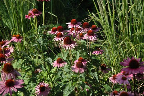 (WI) Achillea ptarmica, in 11cm-pot - afbeelding 3