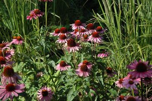 (WI) Achillea ptarmica, in 11cm-pot - afbeelding 3