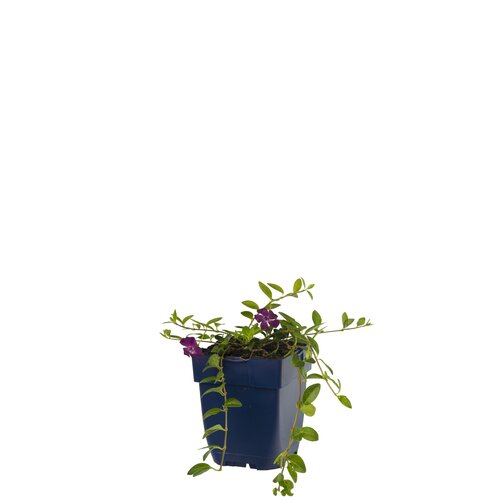 Vinca minor 'Atropurpurea', in 11cm-pot - afbeelding 1