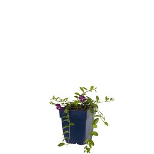 Vinca minor 'Atropurpurea', in 11cm-pot - afbeelding 1