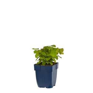 Hello Garden Epimedium perralchicum 'Frohnleiten' vaste plant