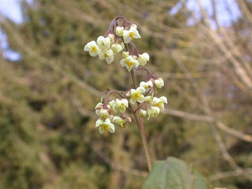 Hello Garden Epimedium pubigerum Orangekonigin vaste plant - afbeelding 2