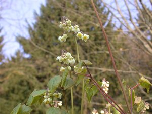 Hello Garden Epimedium pubigerum Orangekonigin vaste plant - afbeelding 4