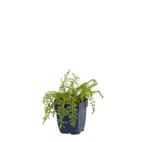 Hello Garden Epimedium pubigerum Orangekonigin vaste plant - afbeelding 1